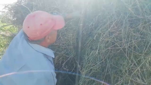 Перевозка сена на прицепе легковой машины, удо турттарни. смотреть онлайн