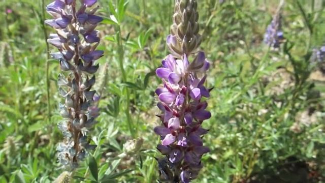 Bombus Vosnesenskii on Lupinus Polyphyllus смотреть онлайн