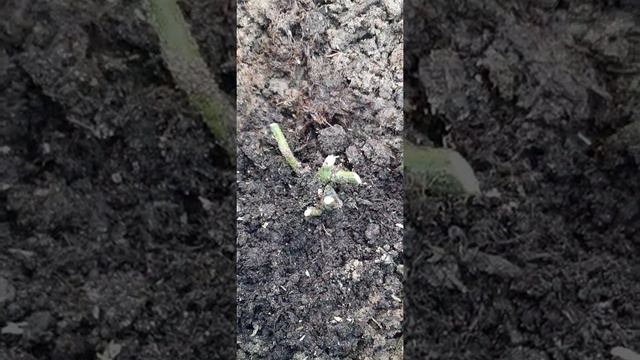 Розы на севере!!!как перезимовали,что от них осталось((( смотреть онлайн