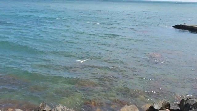 Крым. Партенит. Маковое поле 30 мая 2023 смотреть онлайн