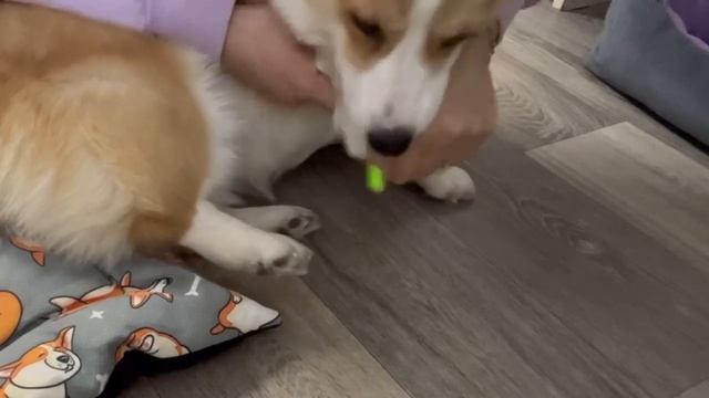 VLOG:Стрижка котгей щенку йорка в 1.5 мес.+ корги.ЭЛЕКТРИЧЕСКАЯ ПИЛКА ДЛЯ СОБАК -ГРИНДЕР TENBERG смотреть онлайн