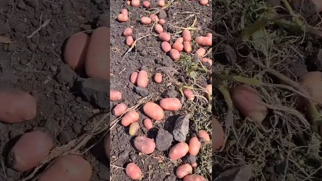 Новости про картофель, цены на картофель, как выплачивают субсидии на семена репродукции Элита смотреть онлайн