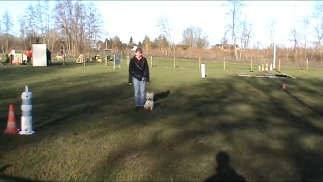 [westie] saut + rapport objet entrainement смотреть онлайн