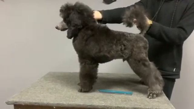 Сюрном Евграф смотреть онлайн