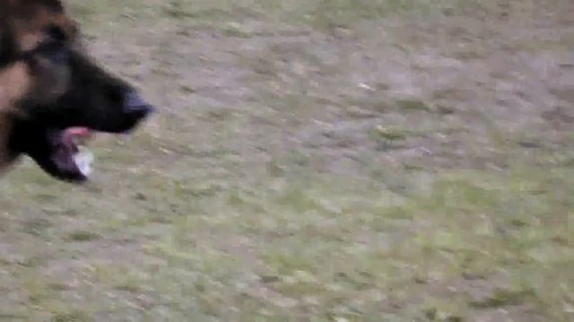 ПОДРОСТКИ КОБЕЛИ ринг _ RussianSiegerZuchtSchau 2013