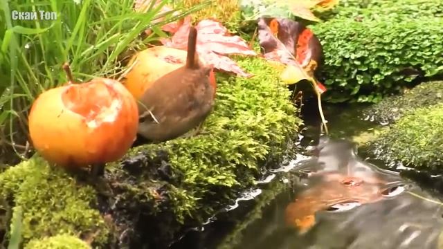 Самые маленькие птицы в мире! смотреть онлайн