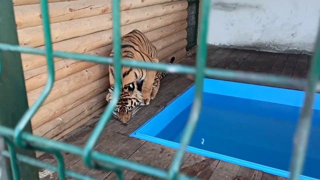 Швободу шмиграм???❤ смотреть онлайн