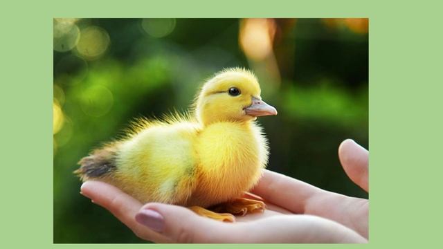 Солженицын А.И. "Утенок" смотреть онлайн