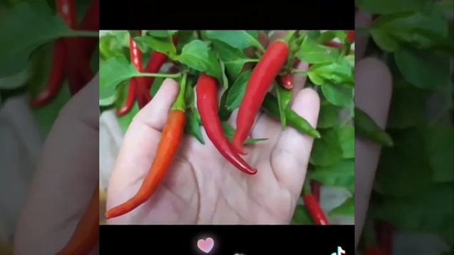 Очень острые перцы из Таиланда Тайский Огонёк и Восточный Гость смотреть онлайн