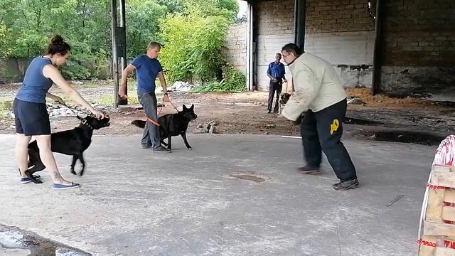ДВОЙНАЯ ОХРАНА/КАНЕ КОРСО/НЕМЕЦКАЯ ОВЧАРКА смотреть онлайн