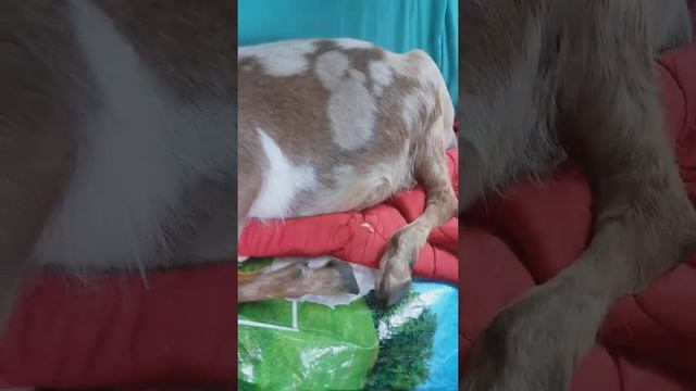 Продали больную Нубийскую козочку в хозяйстве"Солнечное Камори" смотреть онлайн