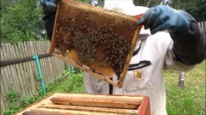 КАК ПОЙМАТЬ РОЙ И  ЗАЧЕМ НУЖЕН АПИРОЙ.