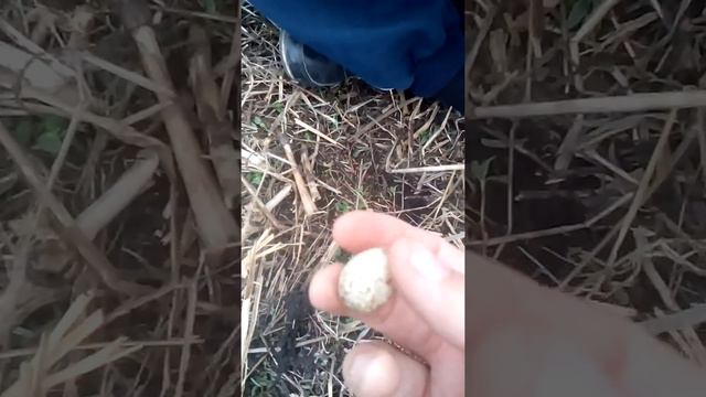 Нашли яйцо на пруду смотреть онлайн