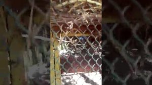 Зоопарк в Абхазии-Гагры