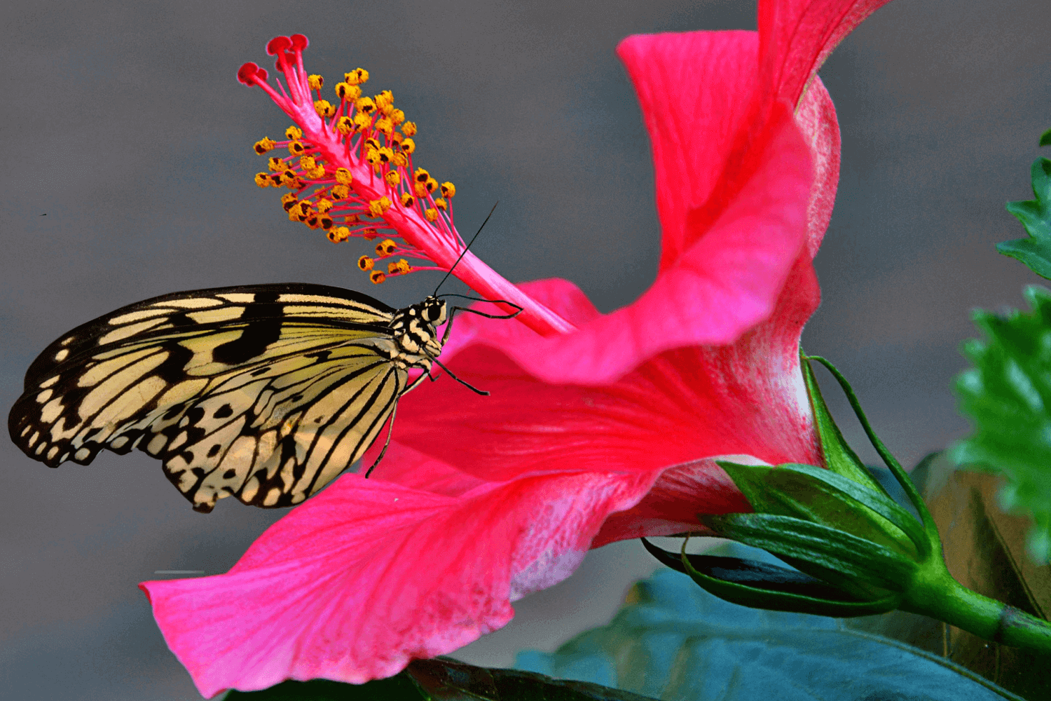 Гибискусы китайские. Обрезка. Штамбовая форма (Hibiscus)