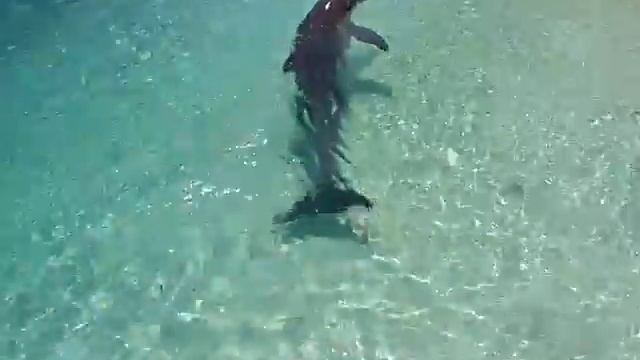 Дельфины на о.Кайо-Ларго. Куба.mp4 смотреть онлайн