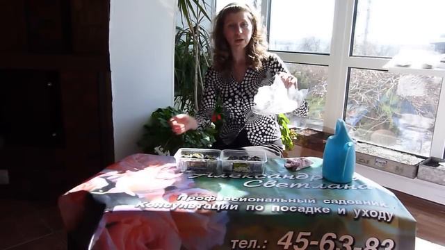 Семена петуний и лобелии взошли. Дальнейший уход за рассадой.