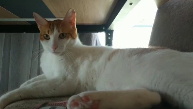 ЮККИ АГЕНТСТВО 775 академия 💩 смешные коты funnуcat смотреть онлайн