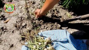 СЕМЕНА ЧЕСНОКА ИЗ СТРЕЛОК ВЫРАЩИВАЮ ВОТ ТАК