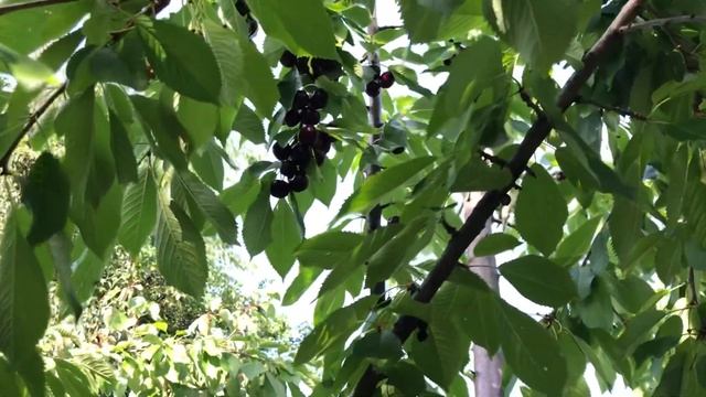 Черешня сорт Крупноплодная. Огромная и вкусная ягода. смотреть онлайн