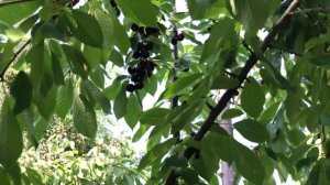 Черешня сорт Крупноплодная. Огромная и вкусная ягода.