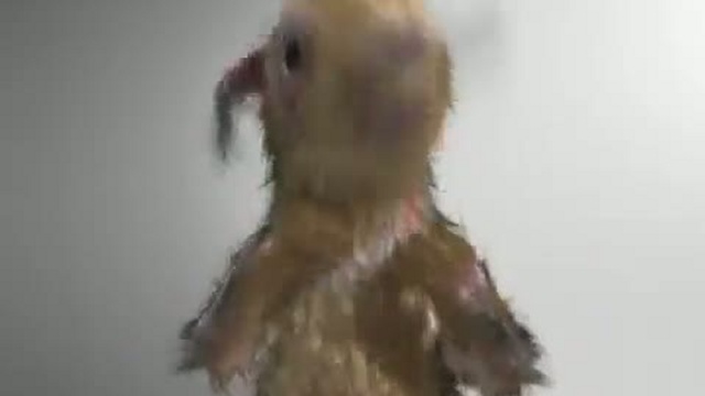 Белочка смотреть онлайн