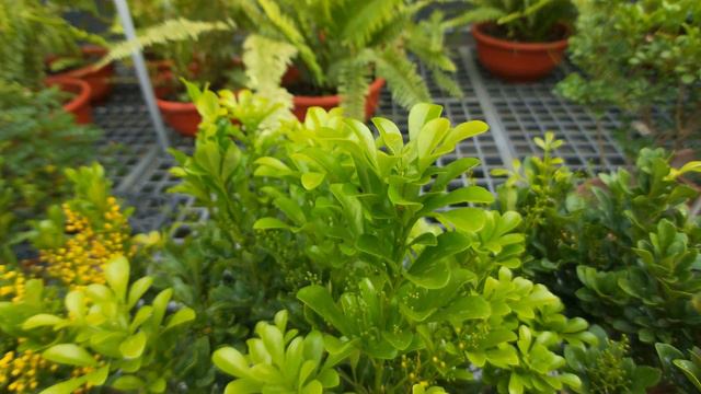 觀葉植物 樹蘭 Aglaia odorata Lour. смотреть онлайн