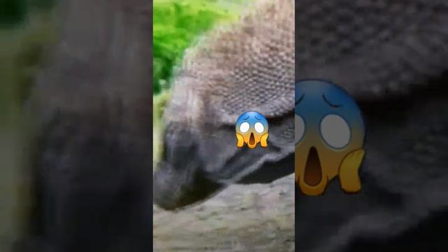 COMODO DRAGON ? Eating HUMAN смотреть онлайн