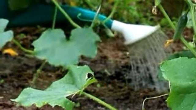 Огурцы в открытом грунте. Посадка и уход .часть 2 подкормка. смотреть онлайн