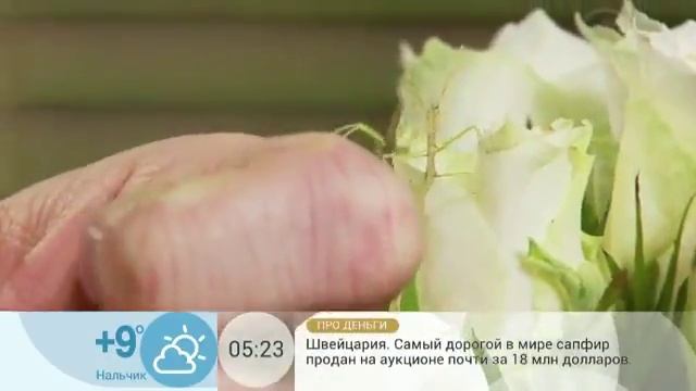 Самые трусливые. Прячет ли страус голову в песок? смотреть онлайн