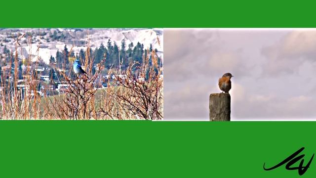 Bluebird Species - Western and Mountain - Turdidae Sialia - YouTube смотреть онлайн