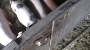 Ниппельная поилка для свиней и поросят своими руками.Как установить ниппельные поилки.