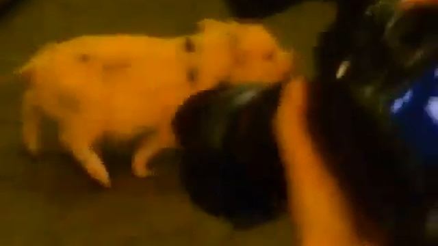 мини пиги продажа телефон 8 (916) 702-11-08, Москва смотреть онлайн