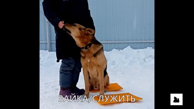 базовые команды для щенка | голосом животных смотреть онлайн