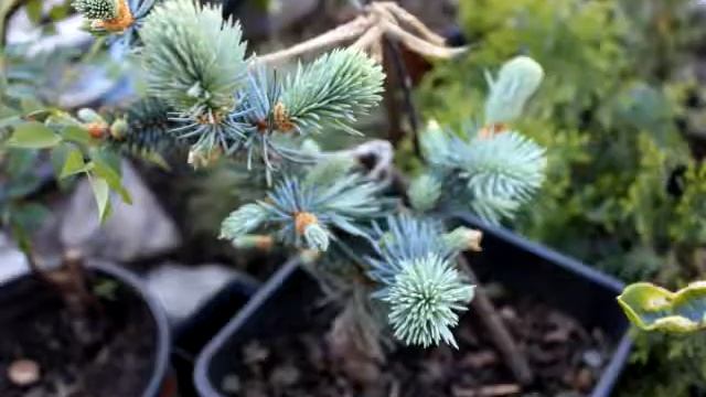 хвойный сад 5часть