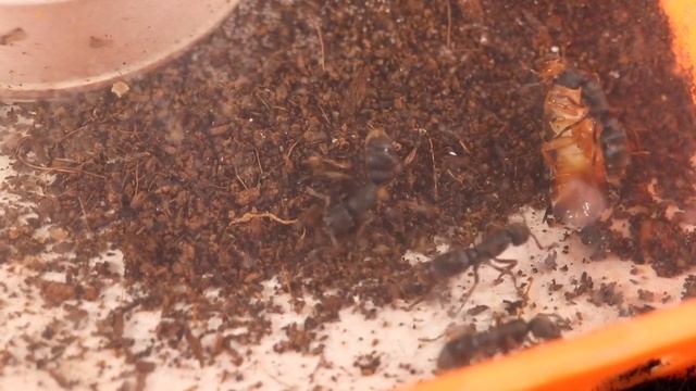 НОВЫЕ муравьи из семейства ПОНЕРИН - Odontomachus, Diacamma. смотреть онлайн