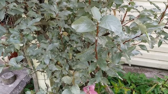 ПРИЕХАЛА НА ДАЧУ/ ПОКАЗАЛА, КАК ЕСТЬ/ ВЛОГ смотреть онлайн