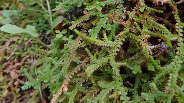 Selaginella denticulata or Mediterranean clubmoss Greece by Theo Fotiadis смотреть онлайн