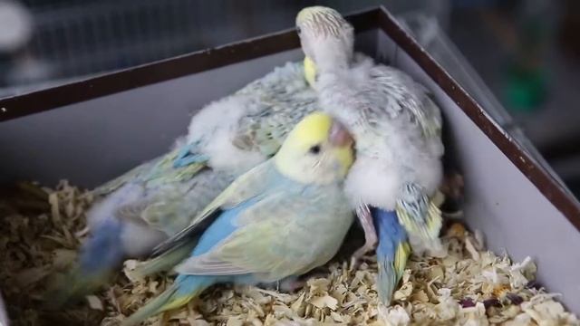Гнездование Сюрприз+Эйрин, как растут птенцы волнистых попугаев Видео 5 смотреть онлайн