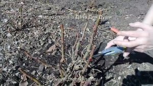 Уход за РОЗАМИ весной ПОШАГОВО