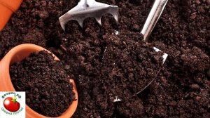 Как вырастить огурцы на балкон