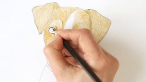 Как нарисовать  ДЖЕКА РАССЕЛА ТЕРЬЕРА  собачку  | How to Draw a Dog Jack Russell Terrier