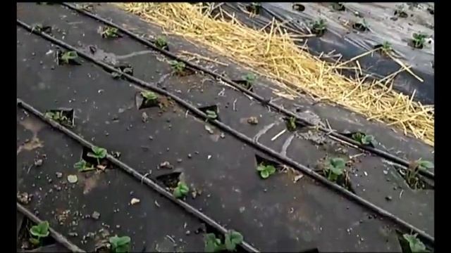 Маркер для посадки редиса. смотреть онлайн