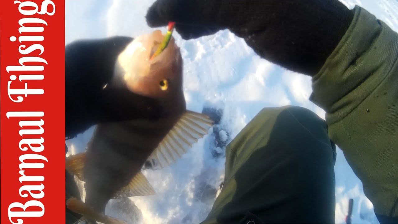 Зимняя рыбалка.Ловля хищника. Или как от курить по полной!!!(Barnaul Fishing) смотреть онлайн