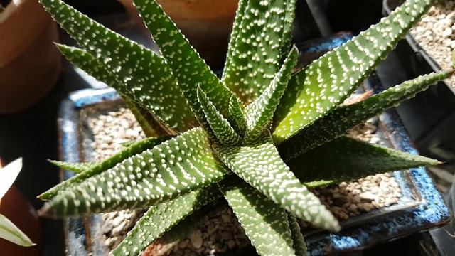 Succulent Tour - End JULY 2018 PART 1 (Intro + Gasteria/ Haworthia) смотреть онлайн