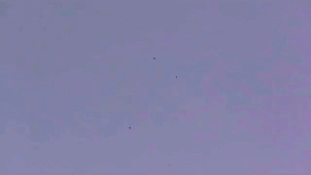 Мои голуби мои красавцы танцуют где-то там высоко высоко. The doves are dancing high смотреть онлайн