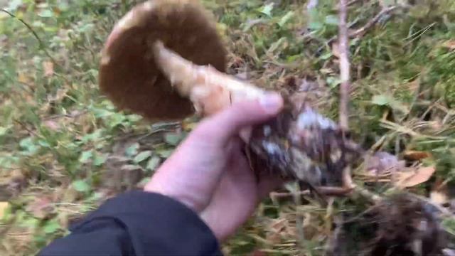 Грибы в Ленинградской области#СОСНОВЫЙ БОР смотреть онлайн