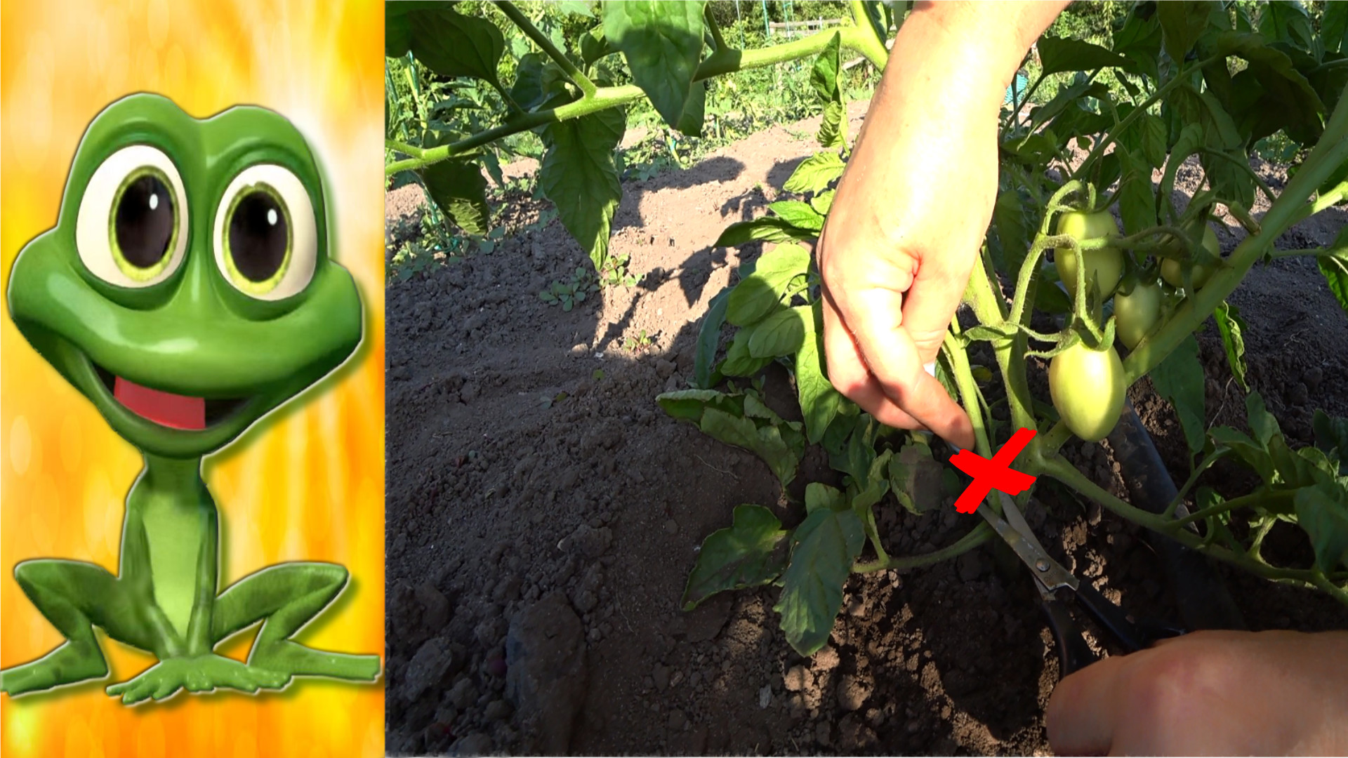 ПАСЫНКИ НА ТОМАТАХ. Удали их немедленно и получи достойный урожай!