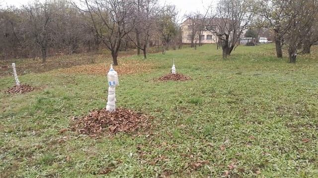 Хурма, утеплення (укриття) на зиму. Persimmon- Kaki, warming (shelter) for the winter. смотреть онлайн