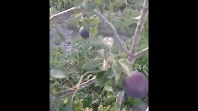 Pear - Starkrimson смотреть онлайн